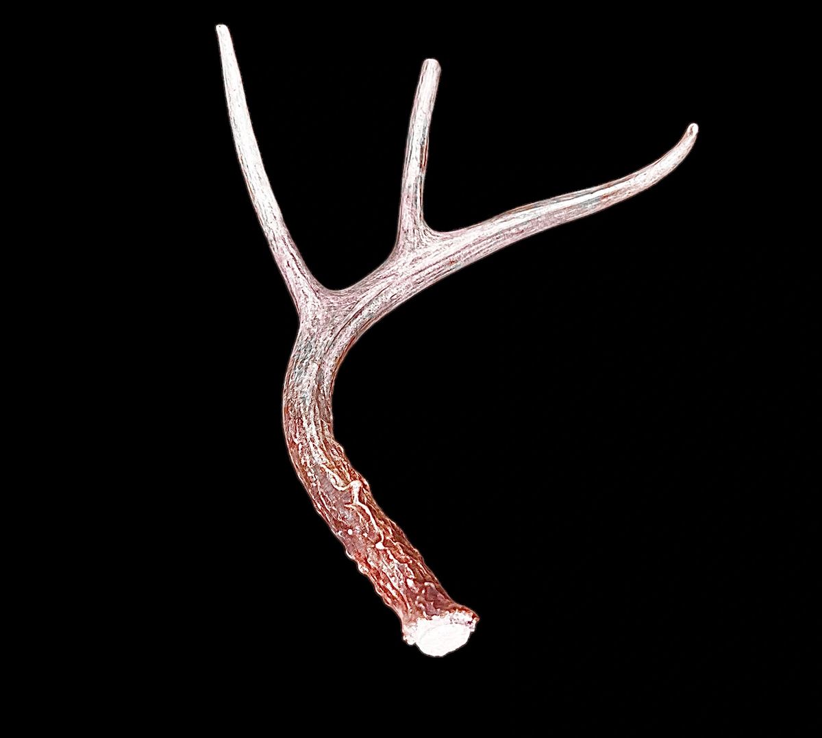 Whitetail deals deer antler